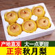 囧仙子現(xiàn)摘山東秋月梨冰糖梨山東梨子脆甜生鮮水果新鮮當(dāng)季特產(chǎn)禮盒 9斤精選裝
