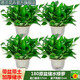 思蘭綠蘿盆栽大盆景室內(nèi)新房吸除甲醛鮮活綠植物花卉長藤大葉綠籮批發(fā) 180大原盆儲水綠蘿【4盆】10肥