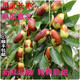果木島 【順豐直達(dá)】寧夏銀川特產(chǎn)鮮棗靈武新鮮長(zhǎng)棗脆棗甜紅棗新鮮現(xiàn)摘 3斤 禮盒裝 大果