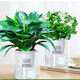 綠有意金鉆盆栽植物水培綠植花卉多肉辦公室內(nèi)去吸除甲醛鉑金鉆綠公主 【2盆】金鉆+梔子花(早安盆) 含盆