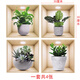 三聯(lián)立體綠植貼畫(huà)仿真3d多肉臥室門(mén)貼房門(mén)裝飾玻璃貼紙浴室墻壁補 四件裝 76