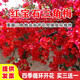 譽(yù)滿(mǎn)園巴西三角梅苗耐寒重瓣盆栽爬藤庭院植物三角梅多色花卉四季開(kāi)花 紅寶石5年苗 當年開(kāi)花