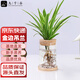 九千谷金邊吊蘭水培植物花卉懸掛垂吊室內綠植含玻璃瓶竹托源頭直發(fā)