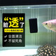 八只小魚(yú)Plus新款磁力刷魚(yú)缸擦強力強磁手工玻璃清潔清理除藻魚(yú)缸刷 八只小魚(yú)磁力刷 適用15-20mm玻璃