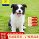 柴墨狗狗活體（視頻選寵下單）幼犬幼崽終身輔助喂養簽訂合 寵物級 【邊牧】