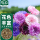 壽禾 矢車(chē)菊花種子苗四季種植花卉種籽 濰育壽藝矢車(chē)菊種子5000粒