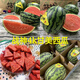 橙市碼頭戰(zhàn)神甘美4K西瓜單果5-8斤新鮮大果超甜多汁大西瓜時令水果送禮 一顆裝【5斤-6斤 甜蜜多汁】
