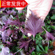 辰實(shí)紫蘇葉新鮮 現(xiàn)摘帶桿食用紫蘇 做菜調(diào)味香料 3斤