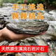 森淵魚缸造景裝飾溪流石主石大塊巖片石頭水陸缸原生態(tài)水草缸套餐底砂 人工溪流拾取【1.5斤】雜石小塊