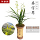華香園【吳字翠】墨蘭過年開花蘭花濃香帶花苞辦公室內(nèi)盆栽盆景多肉耐陰 吳字翠 7苗 不帶花苞  裸根發(fā)貨