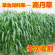 綠中城四季牧草種子黑麥草種籽玉米草甜高粱紫苜蓿豬牛羊兔魚草種籽 高丹草一斤 一斤