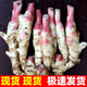 半畝莊園仔姜嫩姜新鮮現(xiàn)挖沙泡炮姜蔬菜  5斤