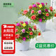 花翁重瓣太陽(yáng)花盆栽苗混色宿根庭院陽(yáng)臺綠植花卉 小白盆*2盆源頭直發(fā)