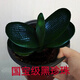 君子蘭一葉苗精品麻臉珍珠王寬葉短葉圓頭和尚名貴高端精品 黑珍珠4葉苗 原盆原土發(fā)貨