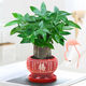 瑰瑋發(fā)財樹(shù)桌面小盆栽花卉綠植物辦公室內吸甲醛綠蘿文竹水培樹(shù)好養 三桿發(fā)財樹(shù)(紅福陶瓷盆) 含盆