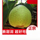 正宗萊陽梨帶箱10斤山東煙臺茌梨慈梨蘆兒港村新鮮梨子禮盒特產(chǎn) 5斤