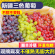 驕瑰新疆葡萄新鮮 吐魯番無核白葡萄新疆三色玻璃脆馬奶提子新鮮水果 新疆-三色葡萄-三拼裝 凈重 4斤 帶箱5斤 精品果【80%選擇超劃算】