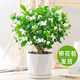 茉莉花盆栽 · 濃香型花卉 陽(yáng)臺室內綠植盆栽 辦公室花卉綠植 茉莉花8棵【帶花苞】+菱形陶瓷盆 濃香型