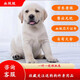 果粒之星純種拉布拉多犬活體寵物狗拉布拉多幼犬導(dǎo)盲犬尋回犬大型犬 血統(tǒng)級