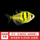 水財神熱帶觀(guān)賞魚(yú)玻璃魚(yú)七彩拉拉魚(yú)透明魚(yú)青蘋(píng)果檸檬熒光虎斑天使魚(yú)活體 綠虎斑天使3條（再送1條防損) 天使魚(yú)