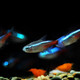 聽白閣熱帶魚觀賞魚活體紅綠燈寶蓮燈燈科魚小型觀賞魚淡水魚群游燈科魚 紅綠燈5條(備損1條)