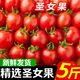 鶯棲云南新鮮圣女果小番茄千禧小西紅柿當季水果特產(chǎn)生吃爆汁蔬菜 新鮮圣女果 3斤