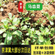 農(nóng)家長(zhǎng)壽菜現(xiàn)挖馬蜂菜野生馬齒莧新鮮馬齒菜五行草螞蚱菜新鮮現(xiàn)挖 四斤