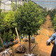 曼地亞紅豆杉樹(shù)苗盆栽盆景綠星名貴樹(shù)盆景結果公母庭院客廳北植物 約5cm高桿盆景母樹(shù)