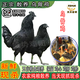 正宗烏骨雞新鮮現(xiàn)殺農(nóng)家散養(yǎng)土雞公雞整只烏雞母雞滋補煲湯月子雞 當天現(xiàn)殺/每只保留（雞心肝胗） （2只生態(tài)烏骨雞）凈重5.5-6斤