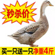 農(nóng)村散養(yǎng)活鴨子肉土鴨整只鴨子鴨脖鴨頭鴨腿 鴨子2只裝（共4斤）
