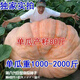 春枝韻巨型南瓜種子 特大 巨型南瓜種孑 大南瓜 超大南瓜高產(chǎn)四季 巨型南瓜種子 20粒