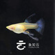 藍白孔雀魚(yú)藍白大C繡球孕母緞帶精品熱帶魚(yú)小型魚(yú)觀(guān)賞魚(yú)小魚(yú) 藍白緞帶公+大c緞帶母