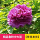 臨雅牡丹花苗正宗山東菏澤洛陽(yáng)芍藥鮮花大苗室外盆栽重瓣觀賞樹苗花卉 牡丹魯粉大苗