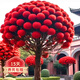 歐悟流蘇樹(shù)苗盆栽庭院陽(yáng)臺盆栽地栽花卉濃香型花苗耐寒風(fēng)景綠化苗木 紅火焰(2公分粗) 80cm(含)-89cm(含)