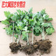 艾草苗正宗大葉蘄艾種植帶葉蘄春艾苗艾草苗艾葉