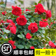 坤卉藤本月季花四季開花耐寒耐高溫庭院陽臺盆栽地栽南方北方爬藤植物 弗洛倫蒂娜 50cm-80cm（帶原土球發(fā)貨）
