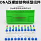 科睿才 DNA模型DNA雙螺旋結(jié)構(gòu)模型組件拼接遺傳基因和變異生物實驗diy