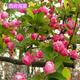 花幽谷海棠樹(shù)苗西府垂絲海棠北美海棠花苗庭院風(fēng)景綠化苗木盆栽地栽耐寒 西府海棠2公分粗 70cm(含)-79cm(含)