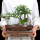 瀚林怡景小葉雀梅盆景山水假山植物樹樁造型老樁辦公室內(nèi)客廳桌面綠植盆栽 山水盆景（橢圓盆）雀梅 木座