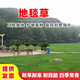 譽(yù)滿(mǎn)園 草籽草坪種子四季青免修剪狗牙根護坡固土綠化草皮高羊茅黑麥草 地毯草種子1斤