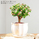 錦楓（jinfeng）綠植盆栽造型老樁多肉植物稀有品種大株肉花卉新款盆景 3年老樁白蓮釉火山石 含盆