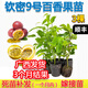 春枝韻黃金百香果樹(shù)苗欽密9號果苗大苗嫁接苗南方耐寒爬藤四季當年掛果 3棵嫁接苗【帶土帶葉】 欽蜜9號百香果樹(shù)苗【純甜 產(chǎn)量高】