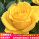 嘆為觀(guān)止大花月季玫瑰花苗帶花苞花卉觀(guān)花綠植物室內陽(yáng)臺盆栽薔薇四季開(kāi)花 黃玫瑰 原育苗盆原土栽好發(fā)貨 不含盆