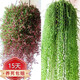 佛珠吊蘭盆栽垂吊珍珠吊室內(nèi)情人淚多肉植物客廳紫玄月愛之蔓Y 紫玄月+情人淚 原盆土