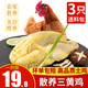 春肴饈農家散養土雞 三黃雞 新鮮整只走地雞柴雞 雞肉生鮮童子雞白條雞 每只700g-750g*3只