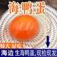 南域大海廣西北海北部灣海邊現(xiàn)撿正宗新鮮生海鴨蛋土鴨蛋新鮮鴨蛋海邊紅心 30枚現(xiàn)新現(xiàn)撿海鴨蛋