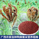 特產(chǎn)優(yōu)聯(lián)廣鴨爪粟新鮮紅黃粟米鴨腳粟雜糧一級枕頭料拳粟 新鮮粟米(3斤裝) 0g