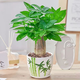 發(fā)財樹(shù)盆栽 · 辦公室盆栽客廳陽(yáng)臺室內綠植盆栽 ·招財進(jìn)寶 大葉 ·三桿發(fā)財樹(shù)【青竹瓷盆】 財源滾滾