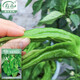 壽禾 青椒薄皮辣椒種子不辣蘇椒燈籠椒皺皮泡椒秋冬季蔬菜山東壽光 薄皮辣椒種子30粒