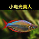 水財神剛果美人魚(yú)水族寵物觀(guān)賞魚(yú)可混養彩色群游魚(yú)小型可混養熱帶魚(yú)活體 小電光美人2-3cm5條裝+送1條防損 魚(yú)